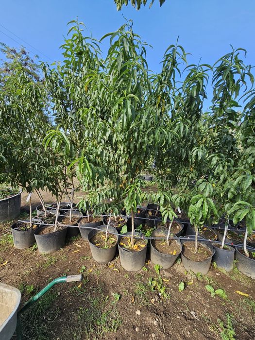 Pomi la ghiveci/Plantare pe tot timpul anului