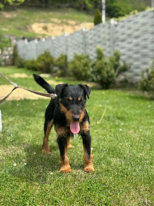 Mascul jagdterrier