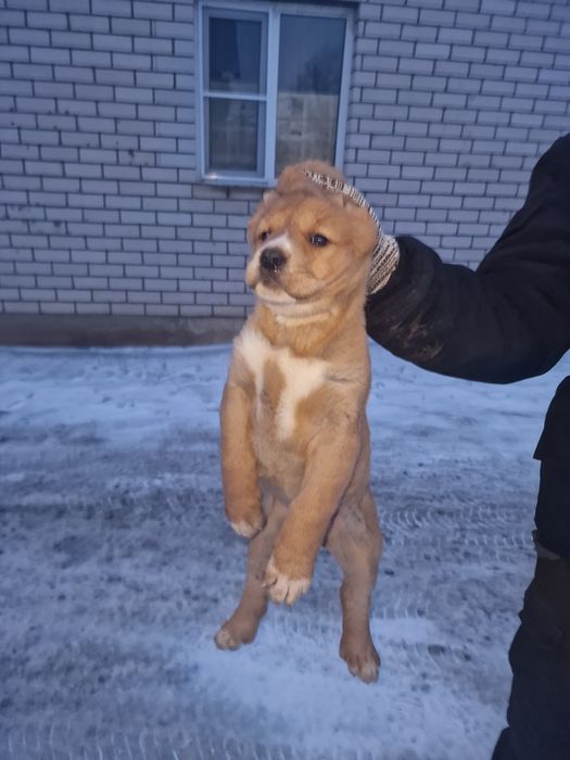 Продам щенков САО.