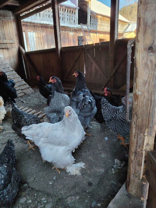 Cocosi brahma   tineret