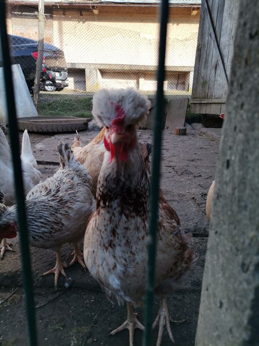 Wiandotte gsg și moțate