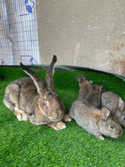 Фландер боллари сотилади