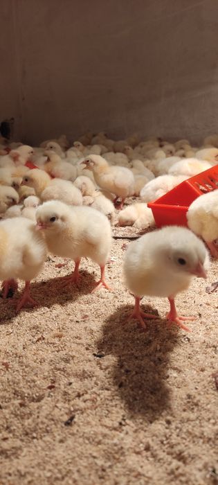 Цыплята бройлера
