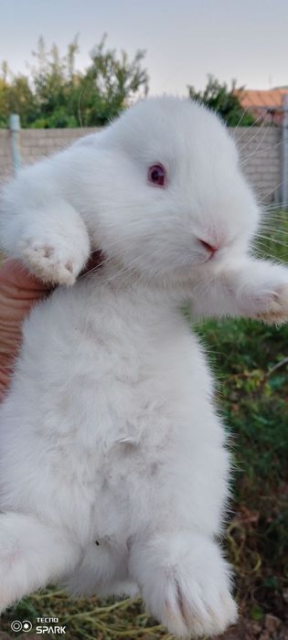 Срочно продаются 1 Крольчиха/3 крольчаты