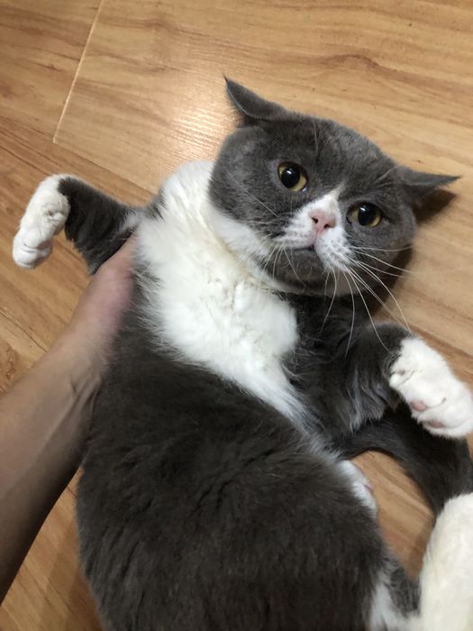 Ищу кошку, вязка, Кот