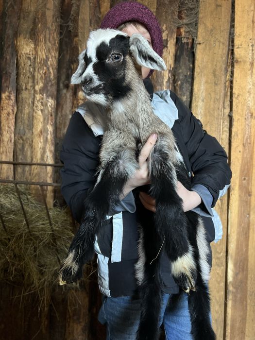 Козлики и козочки