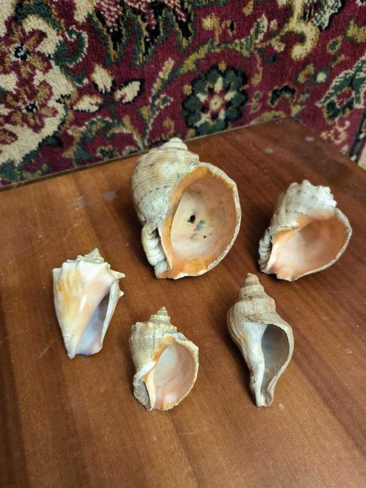 Ракушки натуральные , комплект 5 шт