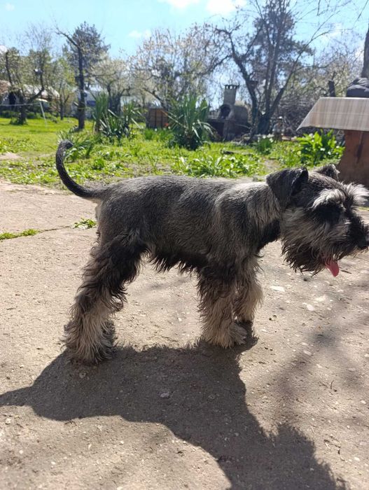 Цверк мини шнауцер