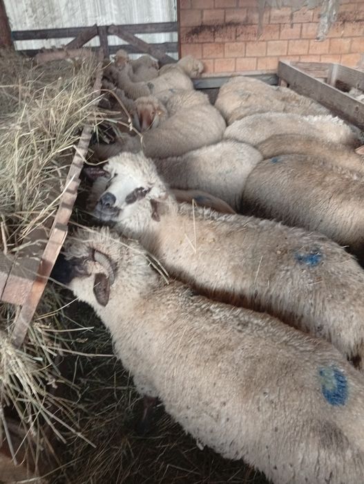 Oi tinere de vânzare