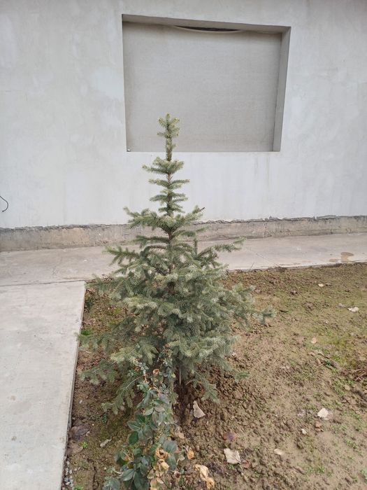 Archa Ель 1,5 метр