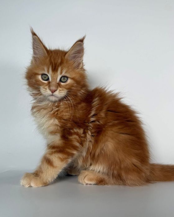 Шикарные котятки Мейнкун