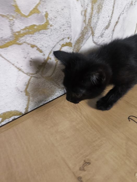 Отдам котенка(мальчик)