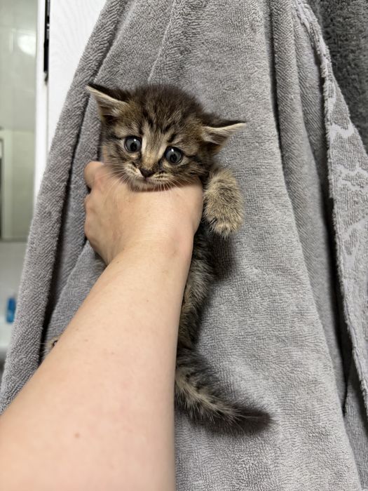 Котенок девочка срочно ищет дом!