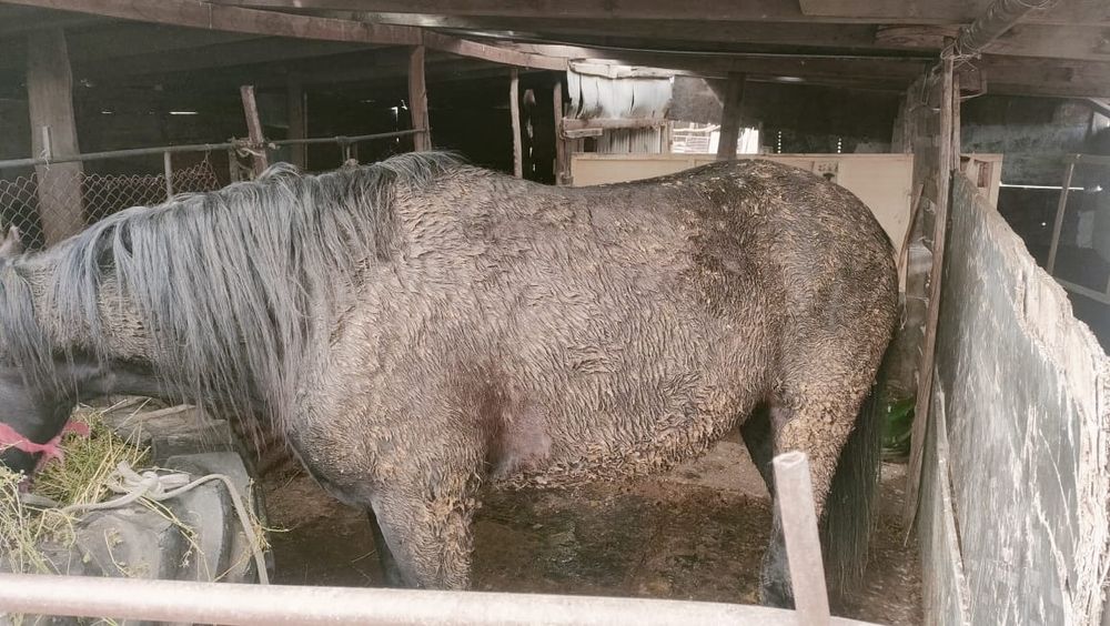 Семіз ,бордақы малы.