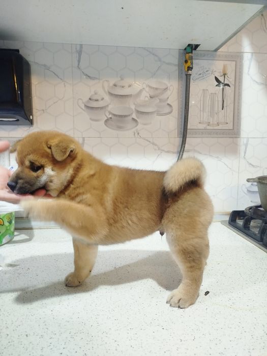 Щенки сиба ину клубные