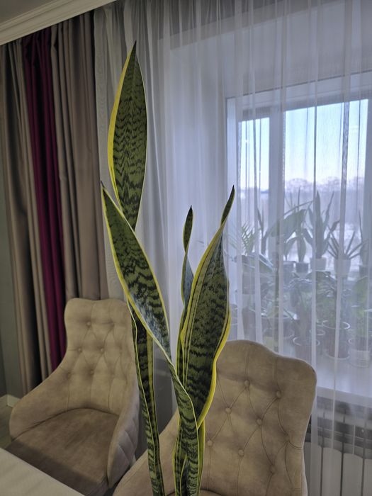 Продам  сансивьера лауренти 3500