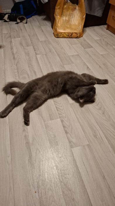 Потерялся пушистый серый кот.