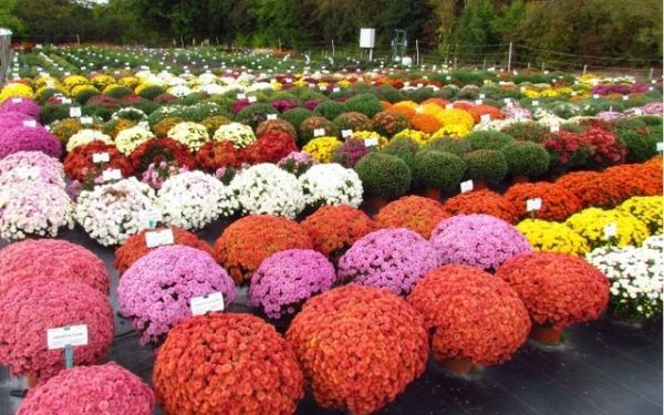Продам  хризантемы мультифлора