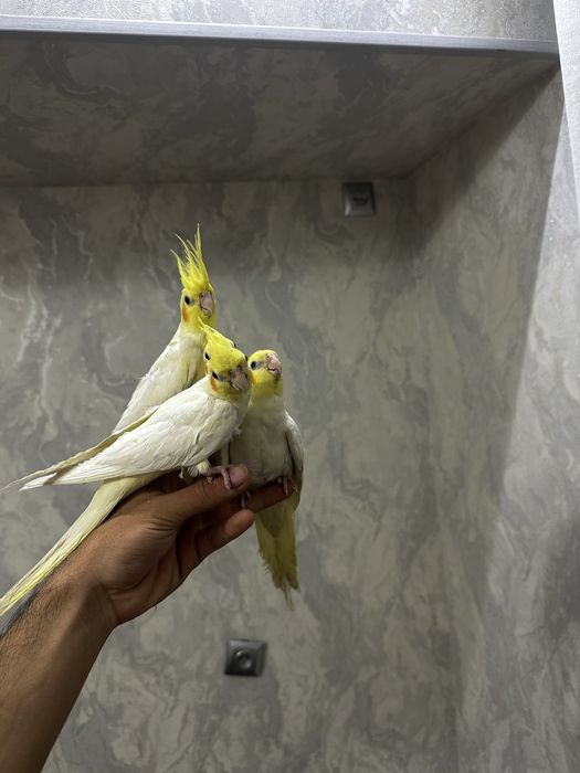 Ruchnoy Karella sotiladi