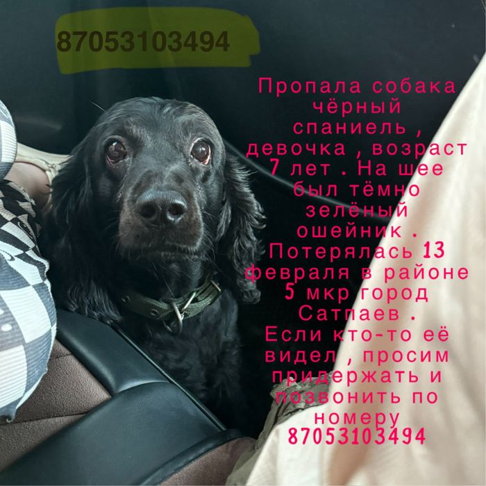 Пропала собака спаниель