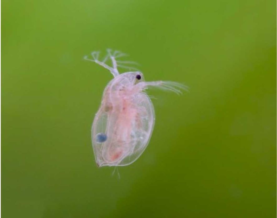 Hrană vie pentru peşti Daphnia