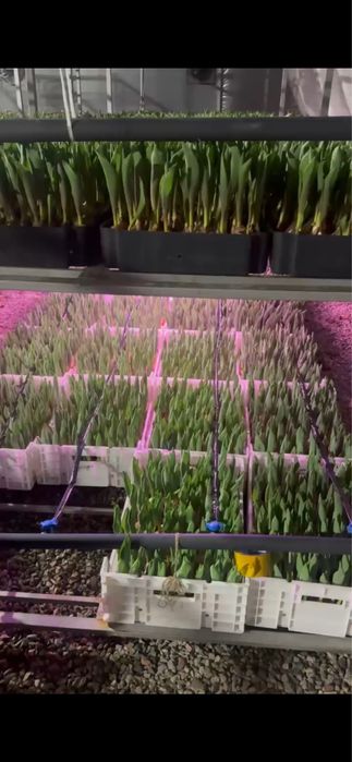 тюльпан голландские