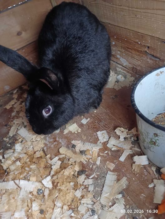 Кролики и крольчата