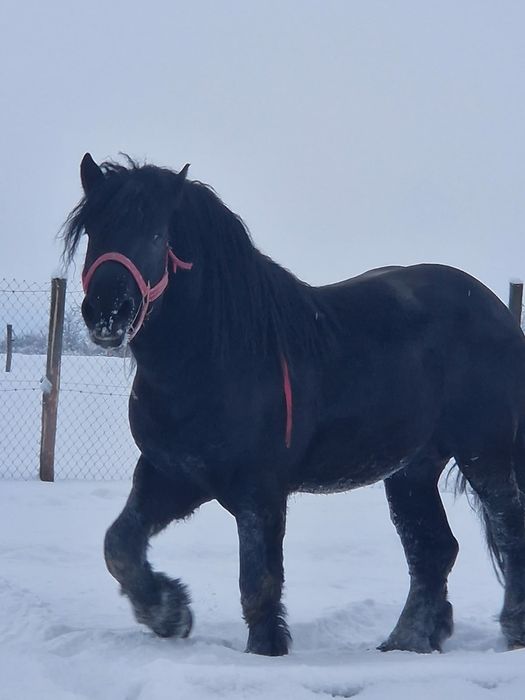 vand harmasar de 3 ani