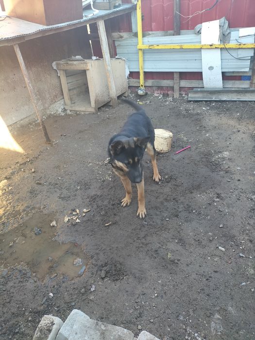 Овчарка сторожевая