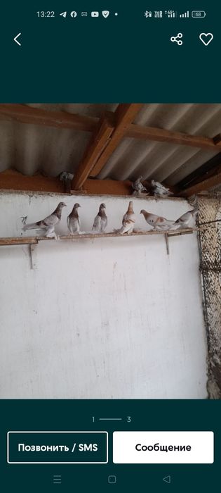 Продам голубей молодёжь