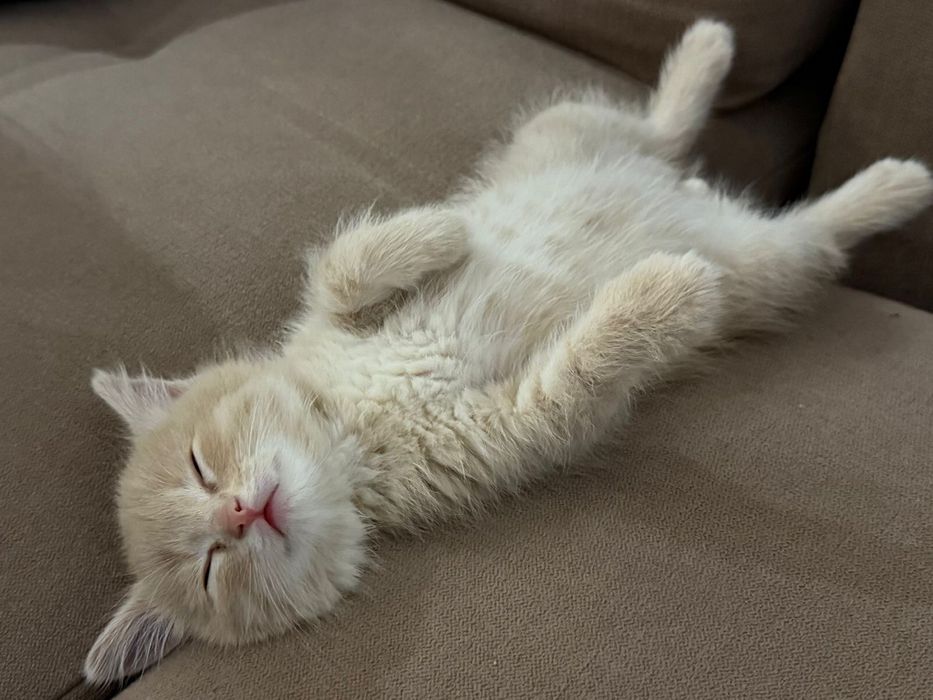 Британец карамельного цвета