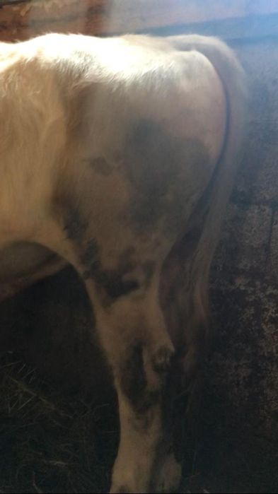 Продам быка недорого