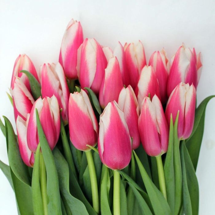 Тюльпаны с теплицы