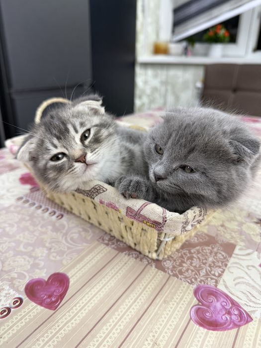 Продаются котики породы шотландская веслоухая
