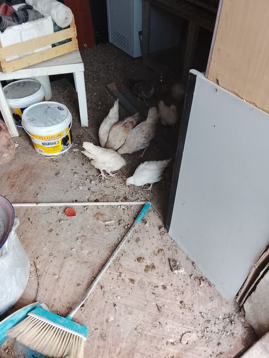 Куры, балапандар