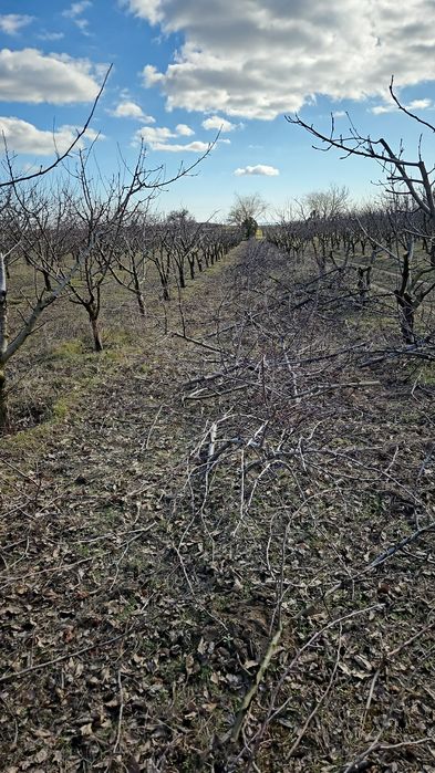 Taieri de fructificare si formare pomi fructiferi
