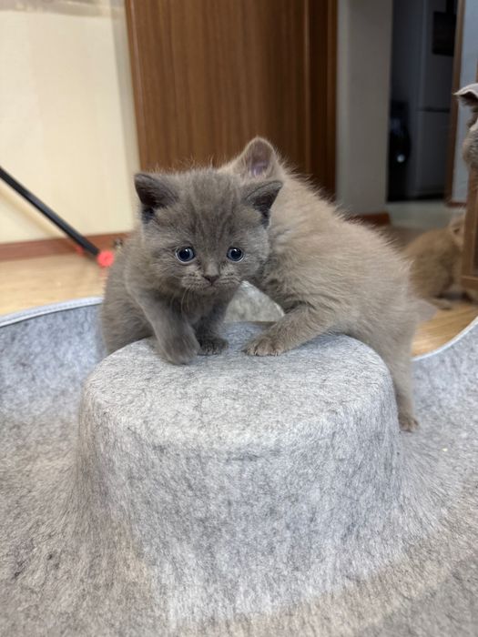 Продается котенок