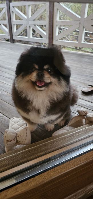 Ищем невесту для жениха