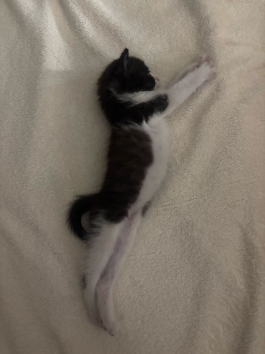 Малыш котенок 1,5 месяца