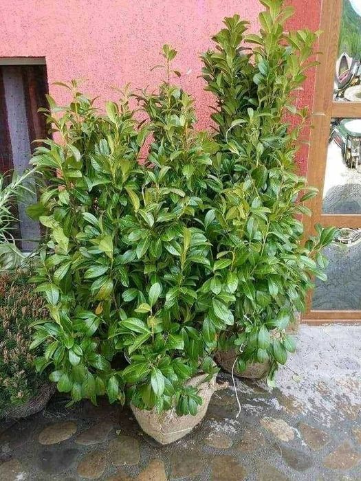 Tuia smarald columnaris biota Leylandy