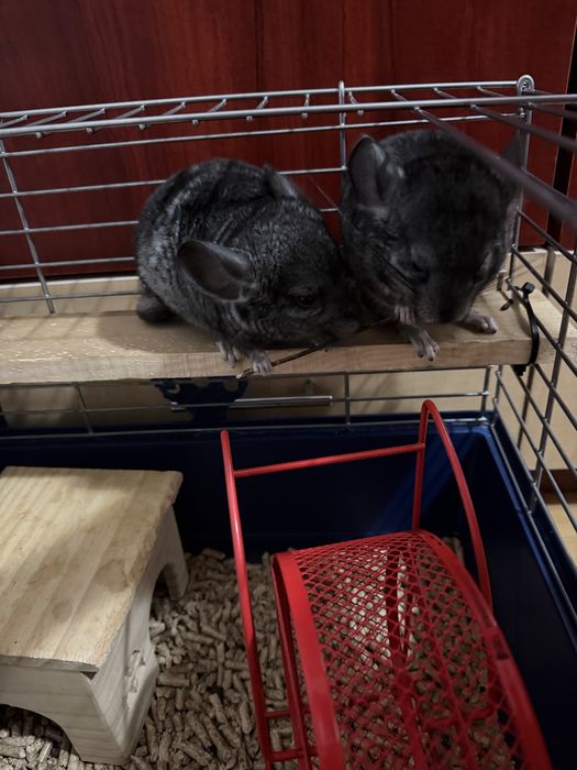 Vand pui chinchilla lanigera,Pretul este de 300lei unul 500 ambii.