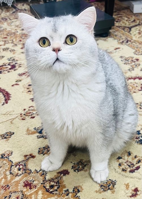 O’g’il bola Mushuk sotiladi