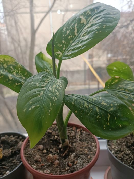 Комнатные растения