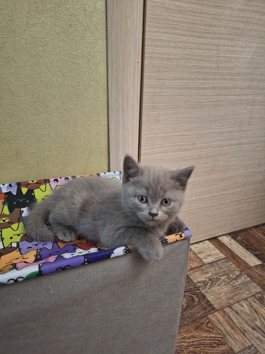 Продам шотландскую кошечку