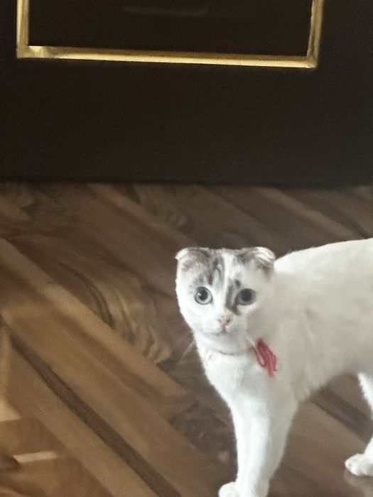 Кошечка 1 год хорошая !