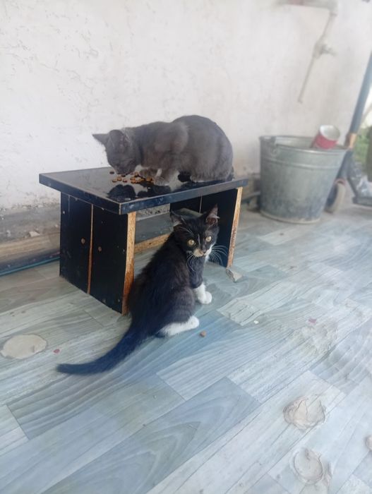 Отдам котят в хорошие руки