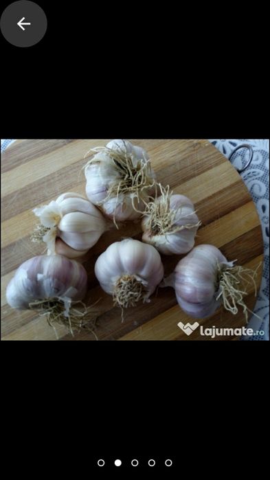 Sămânță usturoi românesc de COPALAU