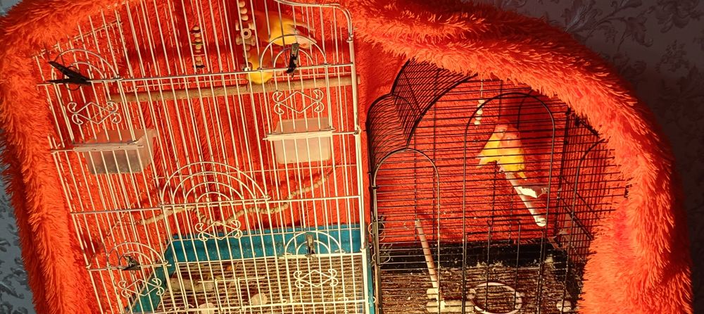 Розовощёкие неразлучники