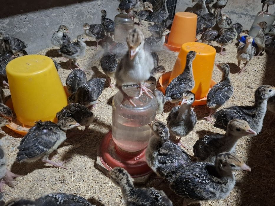 бронза 708 курка жожалари бор