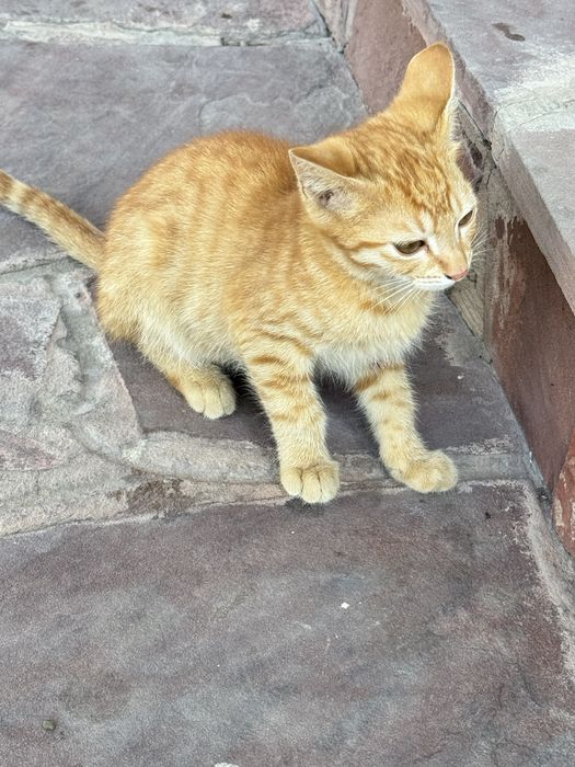 Кошки бесплатно